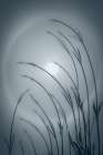 USA-Washington-Seabeck. Solar halo and lavender plant. Art Print